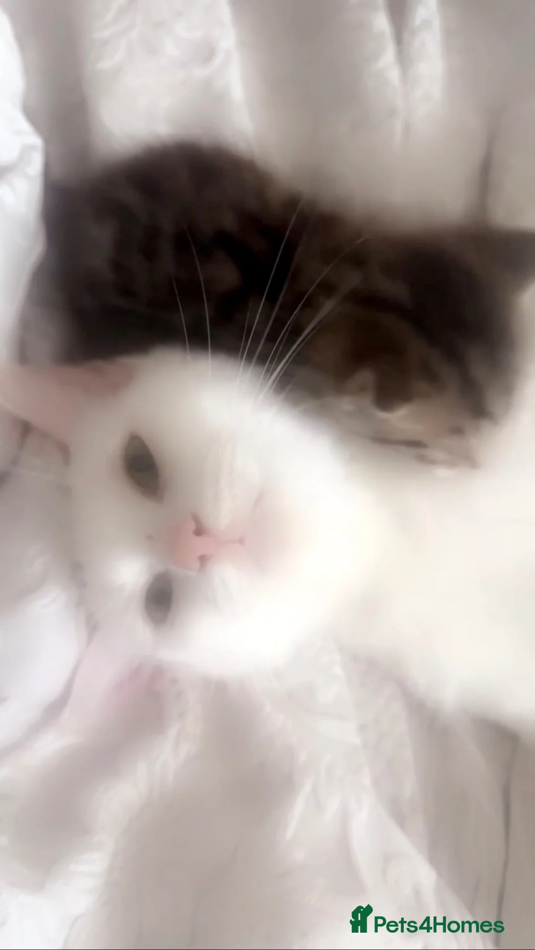 Bengal cats for sale: British short hair x TICA snow Bengal kittens  - Advert 9