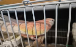 Parakeets birds for sale: Bourkes - Image 5