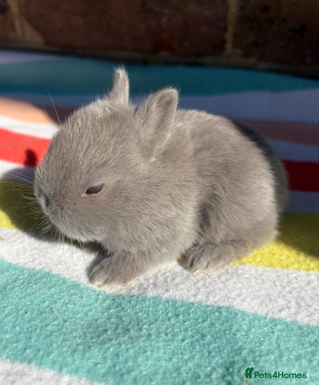 Netherland Dwarf rabbits for sale: Sweet Netherland Dwarf bunnies  - Advert 7