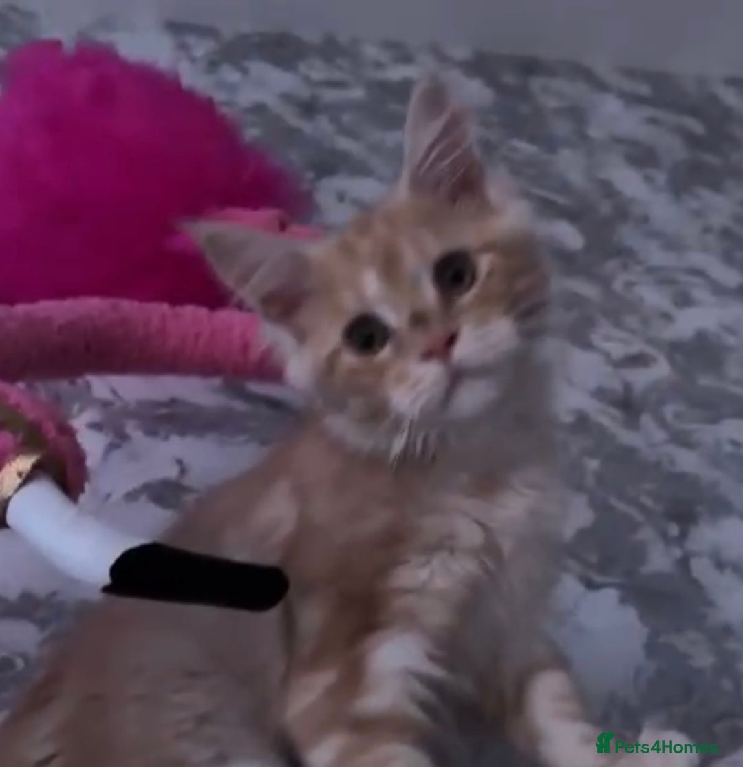 Maine Coon cats for sale: Cream smoke TICA Maine coon boy READY NOW - Advert 3