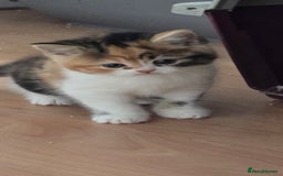 British Shorthair cats for sale: 💖Calico British shorthair 💝 - Image 1