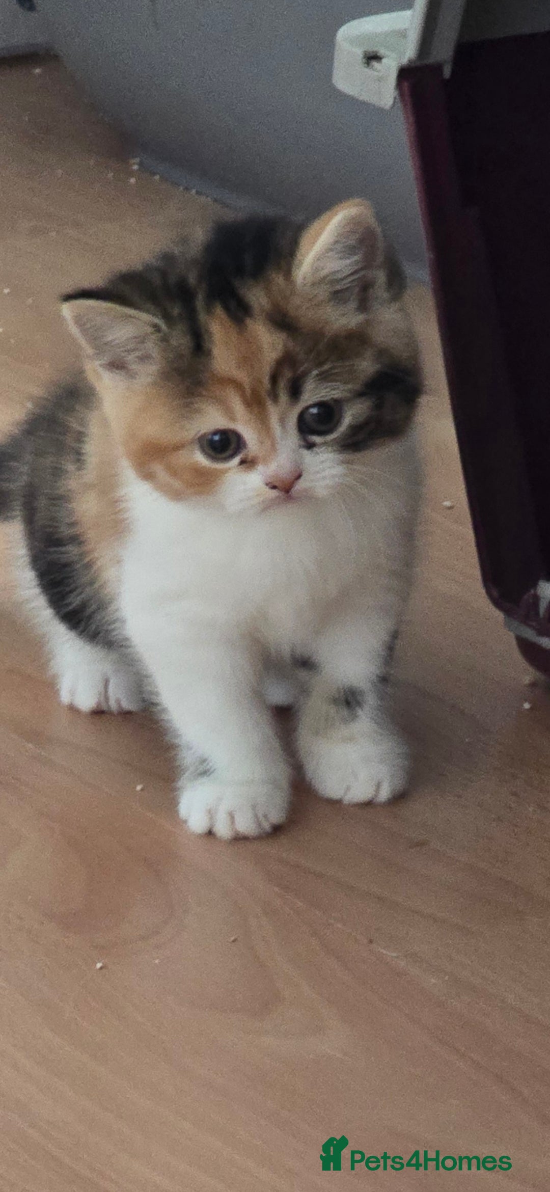 British Shorthair cats for sale: 💖Calico British shorthair 💝 - Image 1