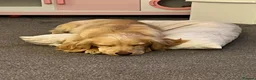 Cocker Spaniel dogs for sale: 8/9 month old male cocker spaniel puppy (Buddy) - Advert 9