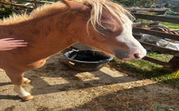 Welsh Section A horses for sale: Teddy 18 month sec a  - Image 9