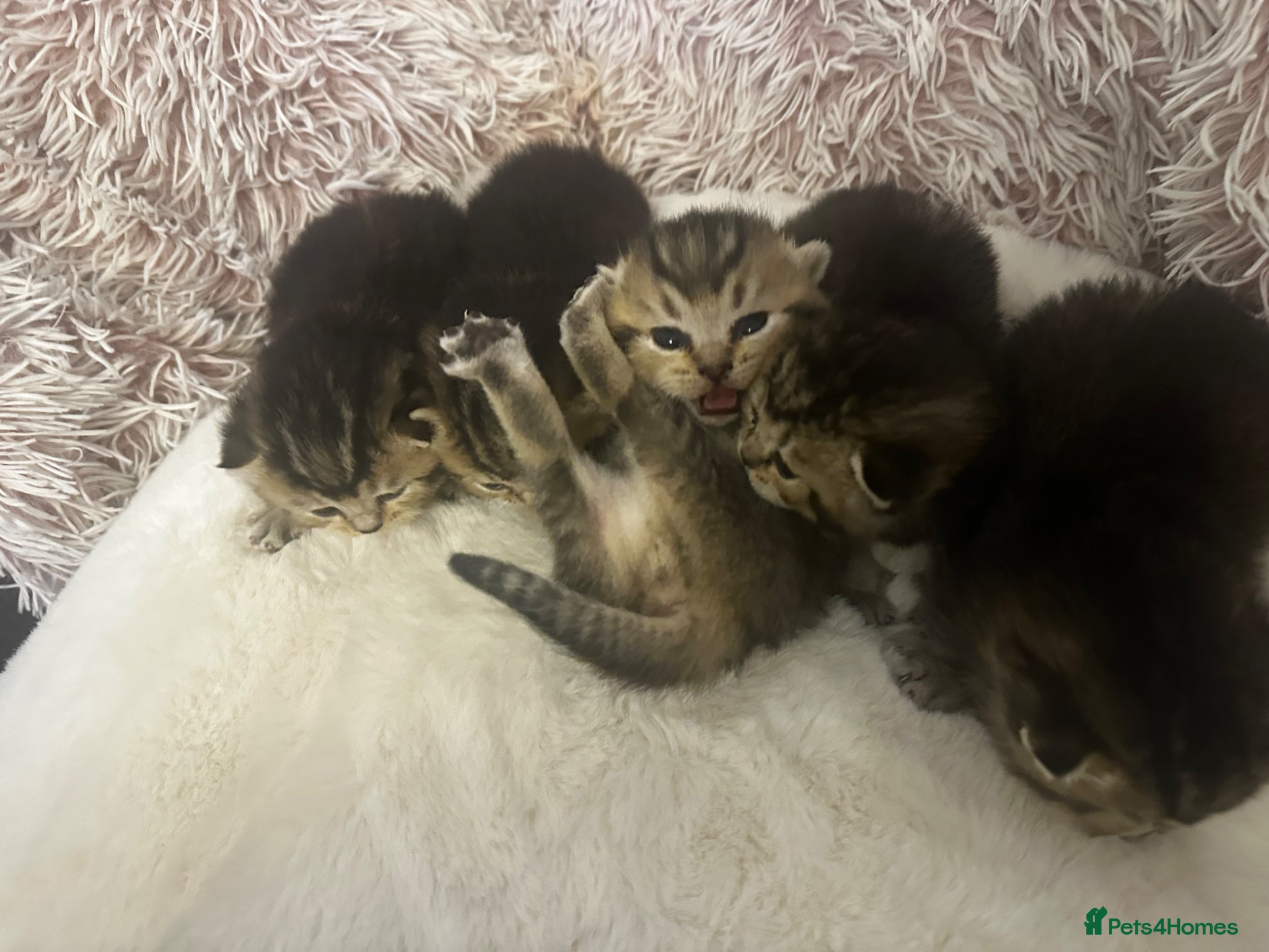 British Shorthair cats Golden BSH Kittens  GCCF Registered - Chunky bear  - Advert 2