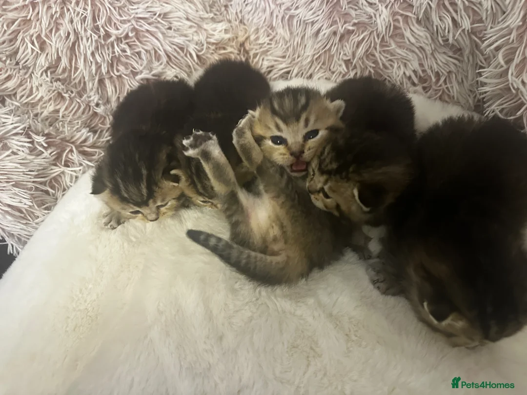 British Shorthair cats for sale: Golden BSH Kittens  GCCF Registered - Chunky bear  - Advert 2