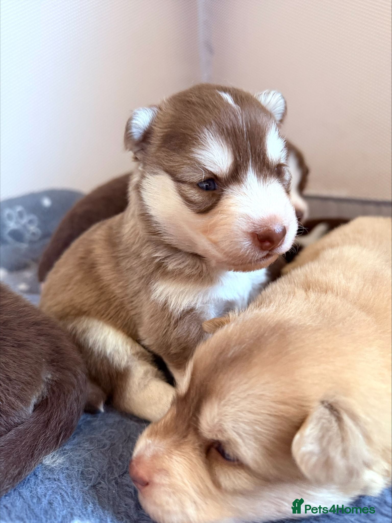 Pomsky dogs Stunning F3 Rare Chocolate Pomskies Health Tested - Advert 4