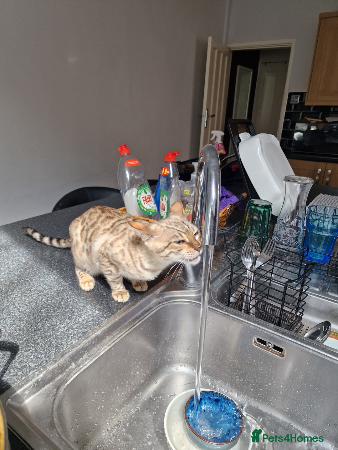 Bengal cats for sale: Pure Bengal to a loving home - Image 7
