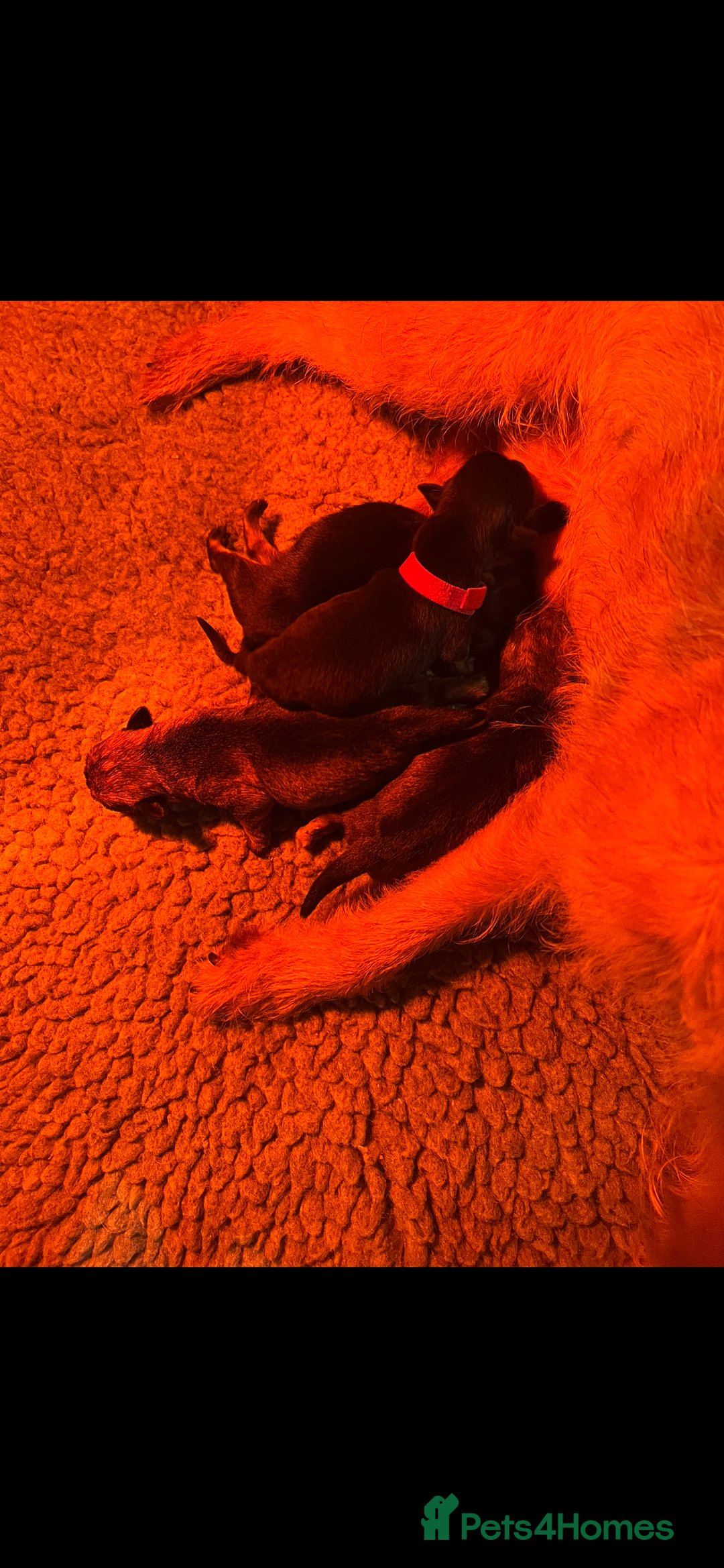 Border Terrier dogs for sale: Very special little girl - Image 9
