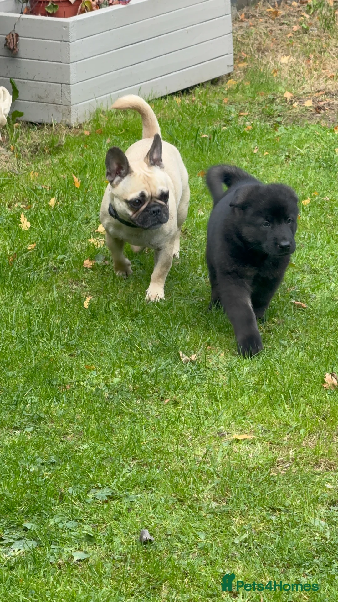 Frug dogs for sale: Frug  - Advert 3