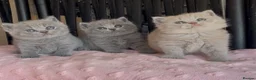 British Shorthair cats for sale: Beautiful Pedigree BSH kittens for sale  - Advert 13