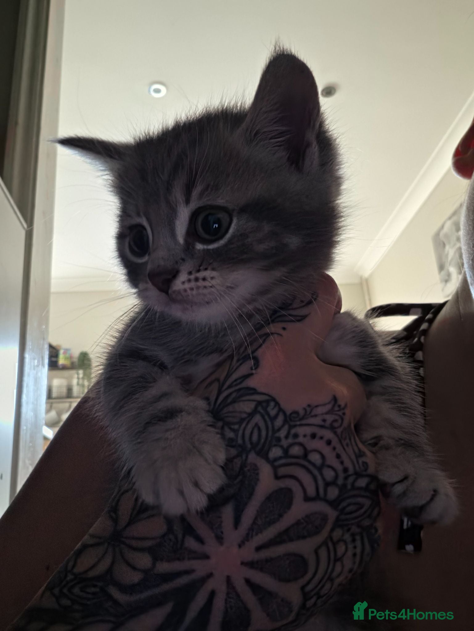 Mixed Breed cats Tabby kitten and mum - Advert 2