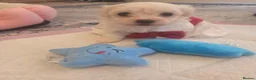 Maltese dogs for sale: Cute puppies❤️💜🩵🩶 - Advert 26