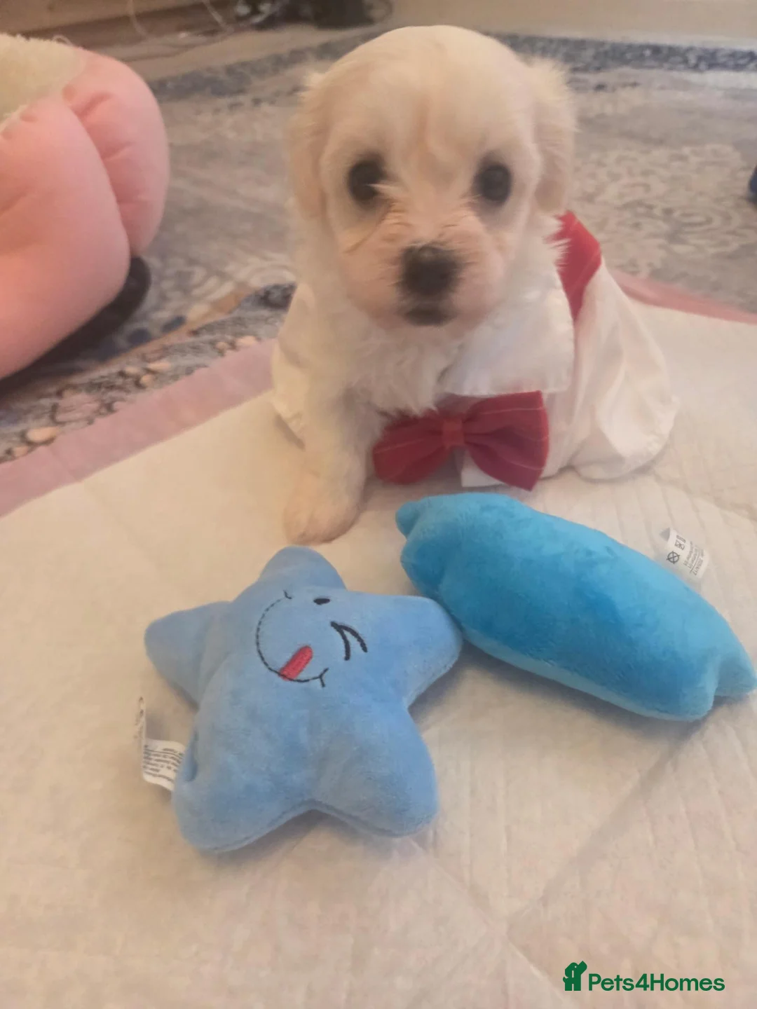Maltese dogs for sale: Cute puppies❤️💜🩵🩶 - Advert 26