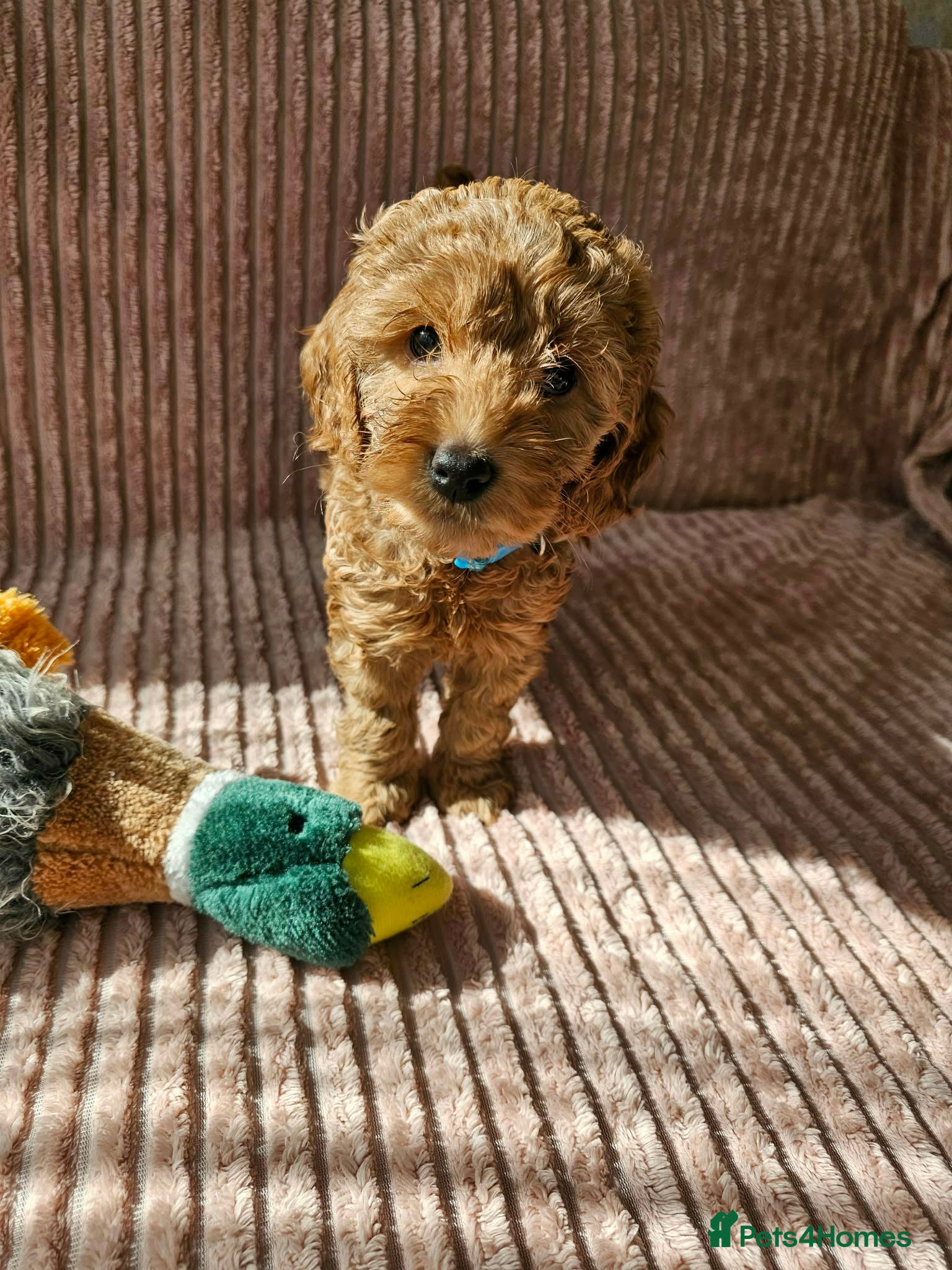 Cockapoo dogs Beautiful Cockapoo Puppies-Ready for Loving Homes - Advert 2