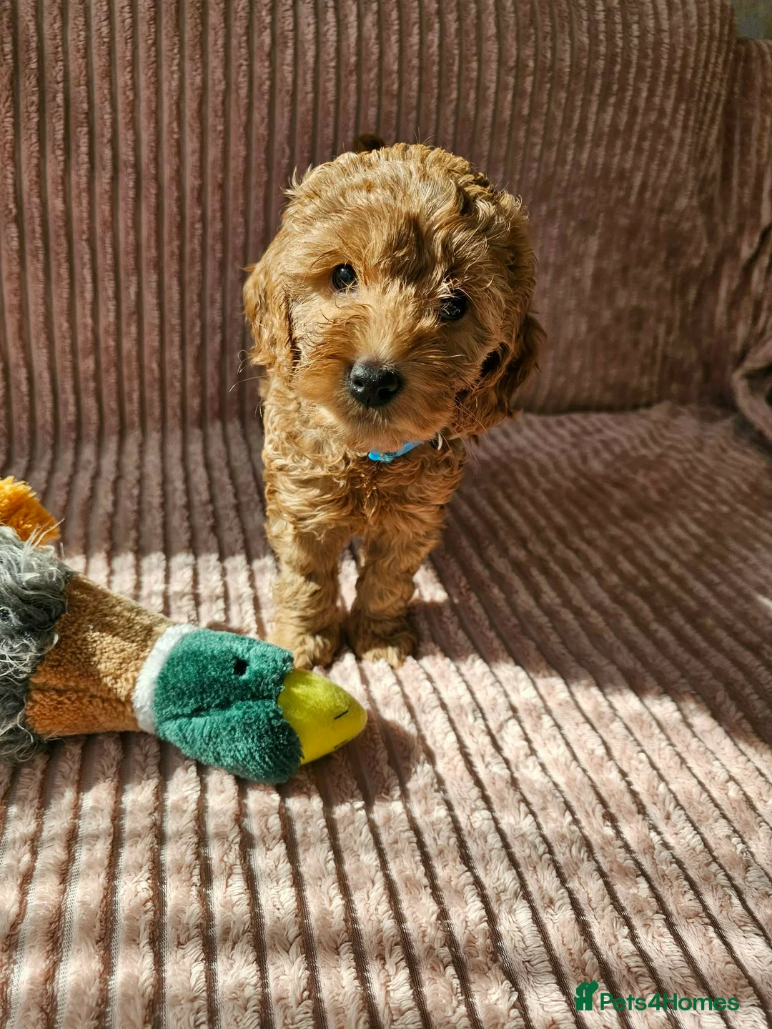 Cockapoo dogs for sale: Beautiful Cockapoo Puppies-Ready for Loving Homes in Southampton - Advert 1