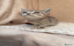 British Shorthair cats for sale: Lovely brown spotted British shorthair kittens - Image 2