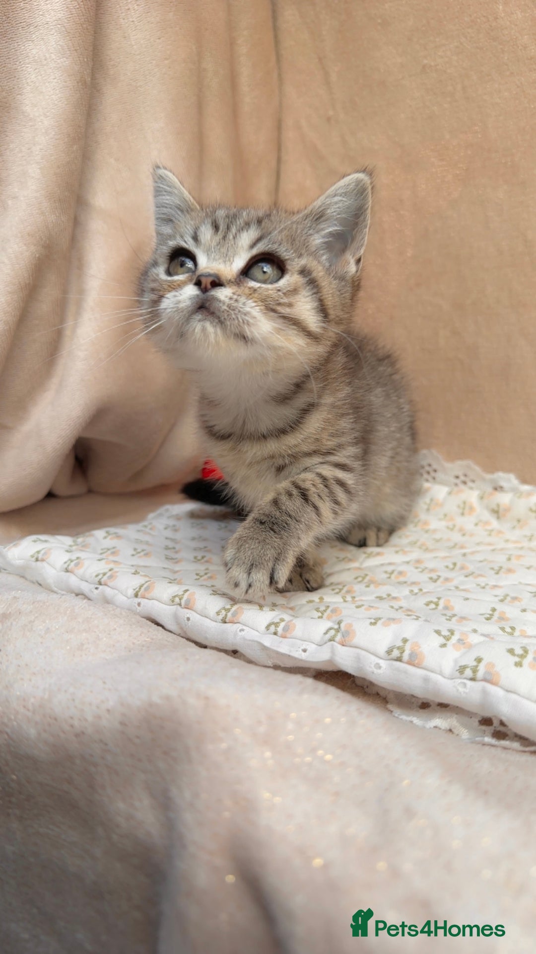 British Shorthair cats for sale: Lovely brown spotted British shorthair kittens - Image 2