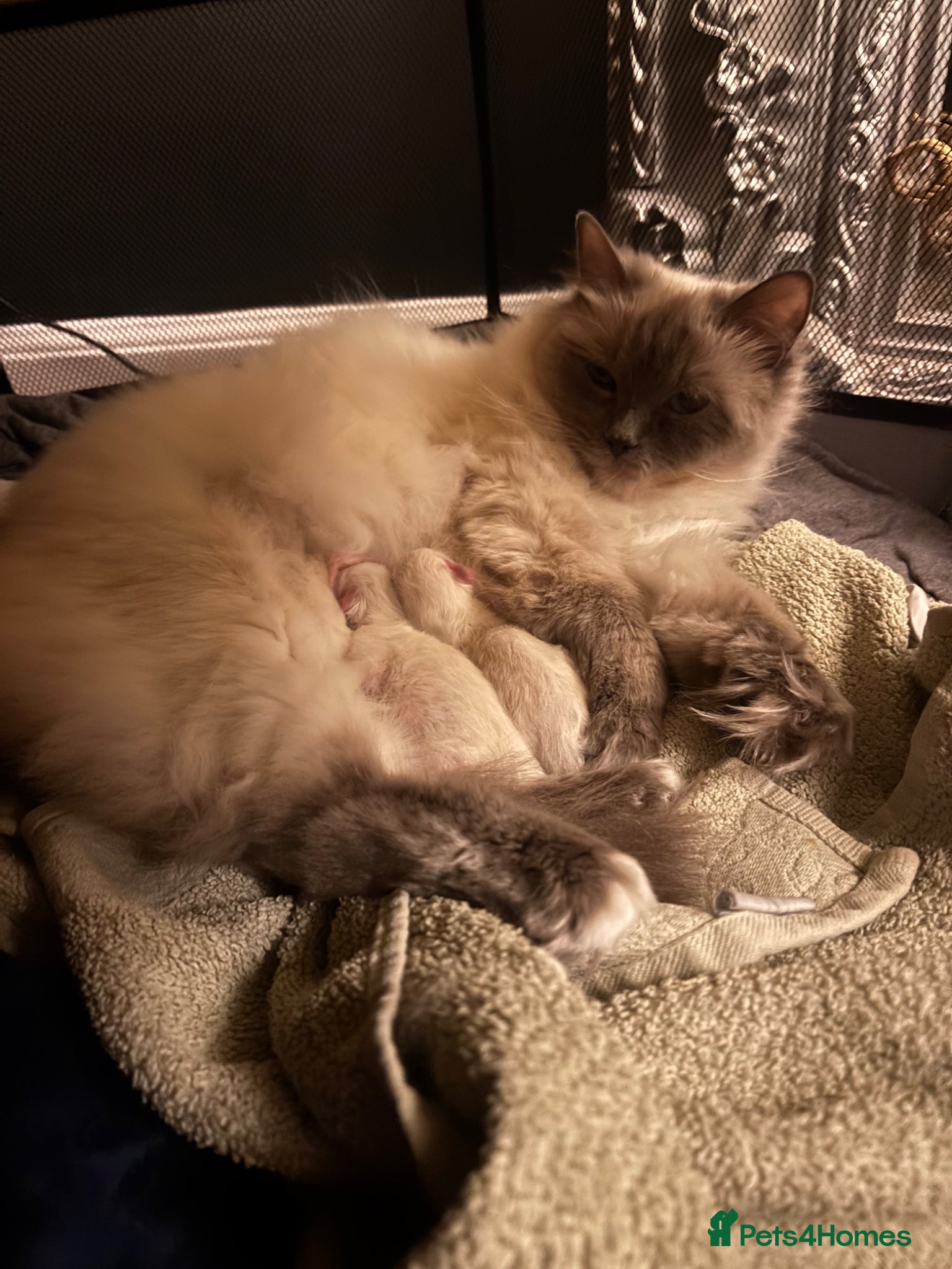 Ragdoll cats Ragdoll kittens 🐱  - Advert 1