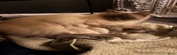 Ragdoll cats for sale: Ragdoll kittens 🐱  in Galston - Advert 1