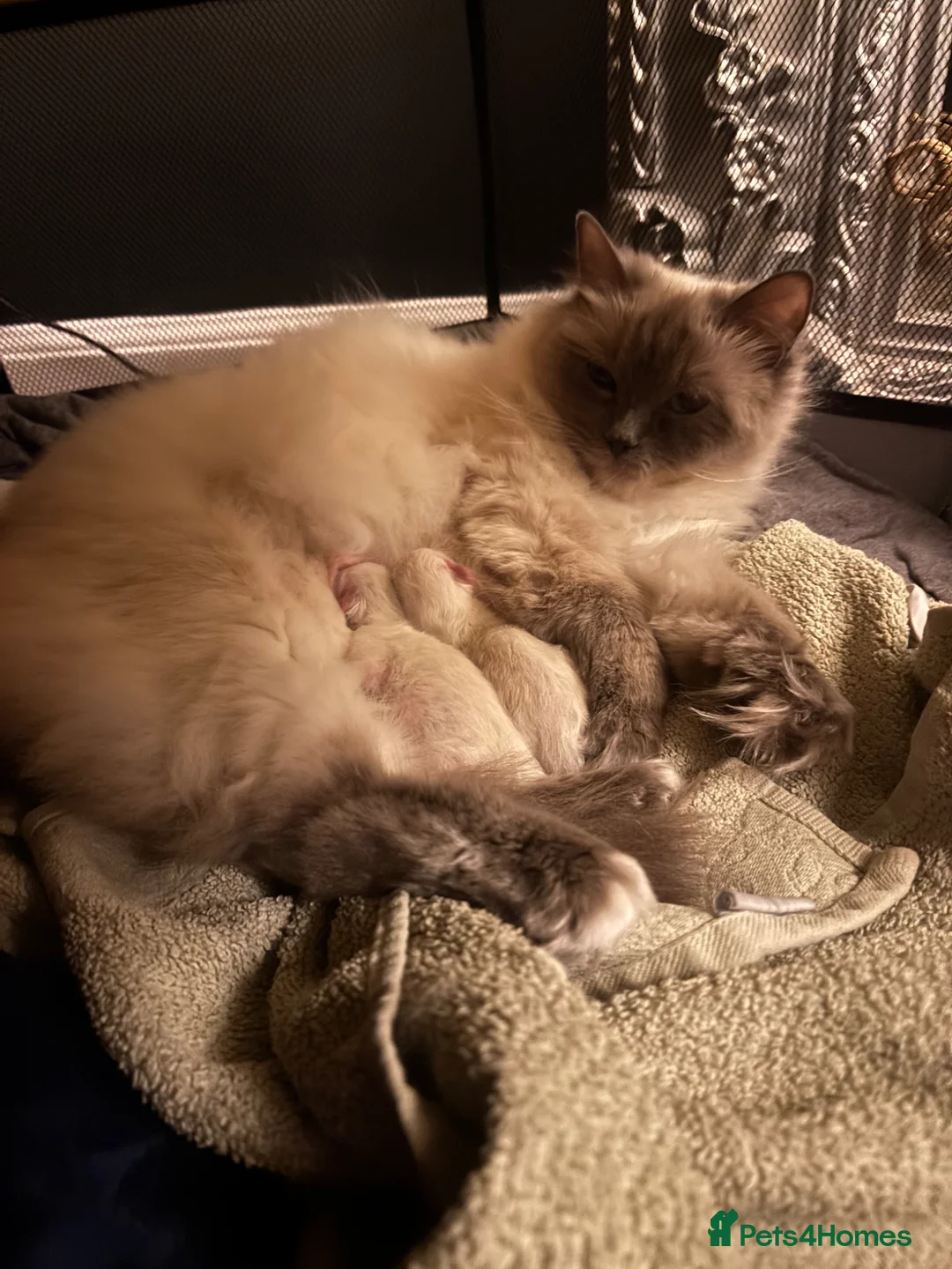 Ragdoll cats for sale: Ragdoll kittens 🐱  in Galston - Advert 1