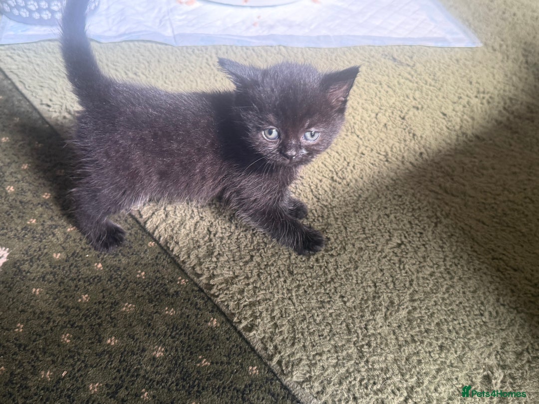 British Shorthair cats for sale: British blue short hair x ragdoll kittens - Image 4