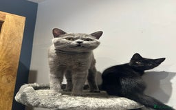 British Shorthair cats for sale:  🐾 Gorgeous Black Kittens – 11 Weeks Old 🐾   - Image 15
