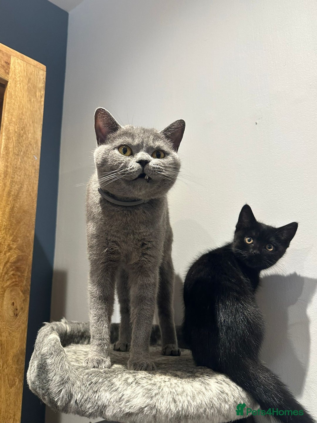 British Shorthair cats for sale:  🐾 Gorgeous Black Kittens – 11 Weeks Old 🐾   - Image 15