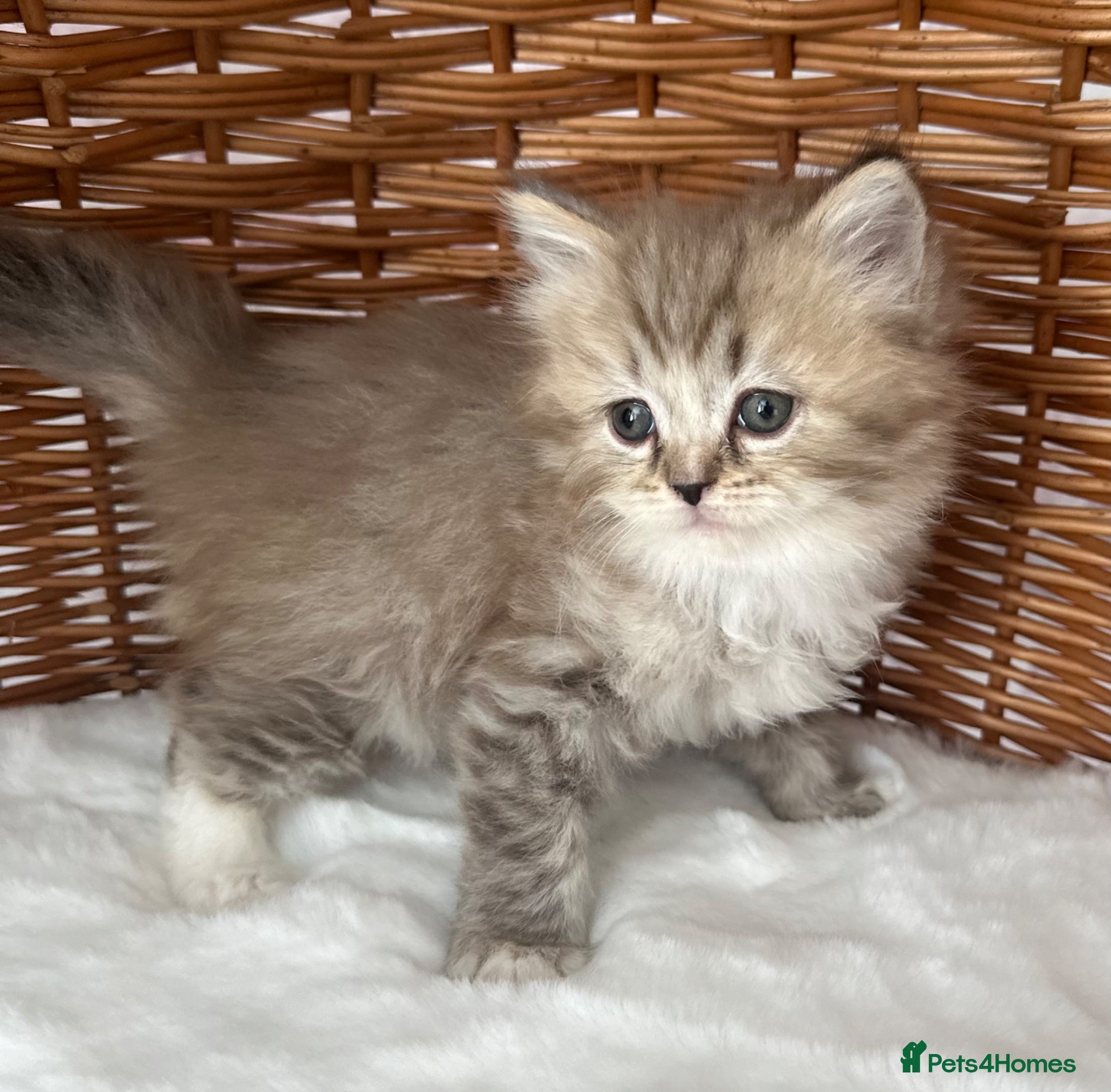 RagaMuffin cats Authentic Pure RagaMuffin Kitten - Advert 3