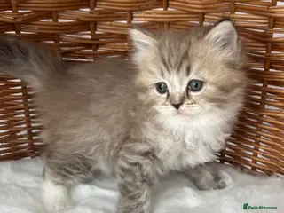 RagaMuffin cats Authentic Pure RagaMuffin Kitten - Advert 3