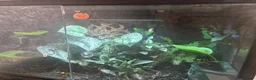 Frog reptiles for sale: Dendronates leucomelas - Advert 9
