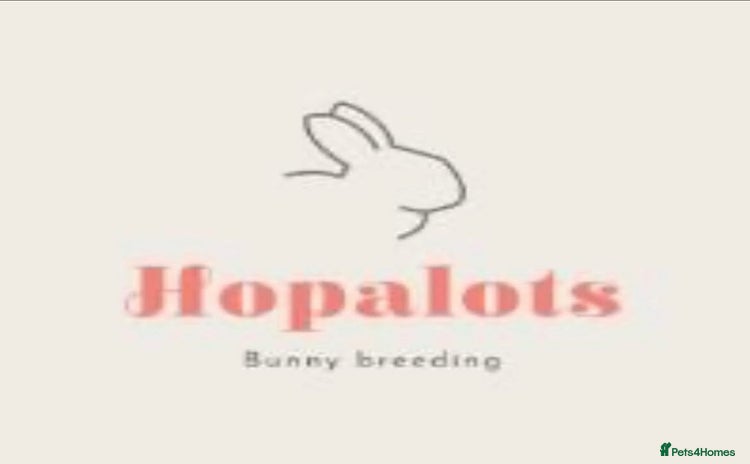 Mini Lop rabbits Pure mini lops READY TO LEAVE  - Advert 9