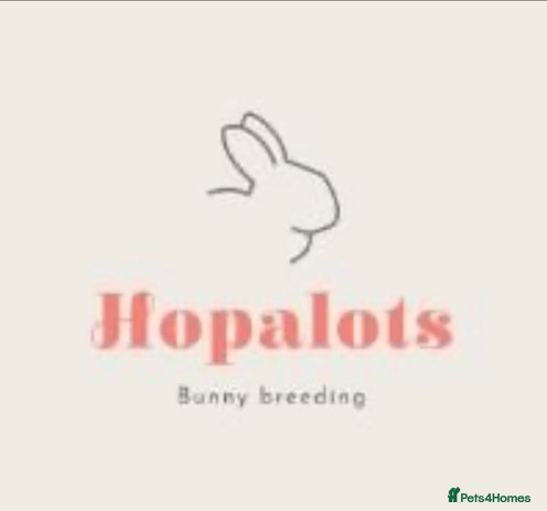 Mini Lop rabbits Pure mini lops READY TO LEAVE - Advert 9