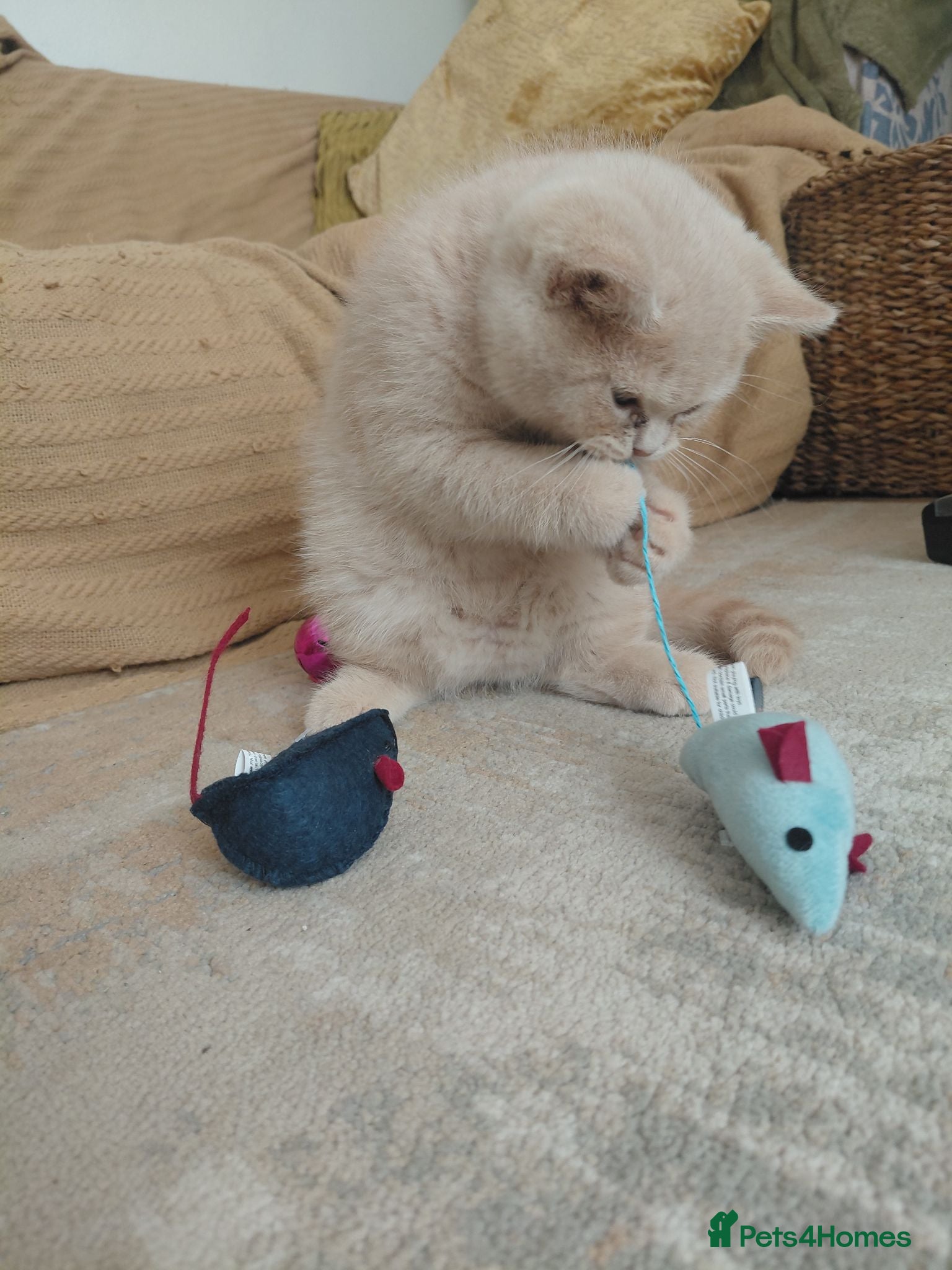British Shorthair cats Beautiful British Shorthair kittens  - Advert 2