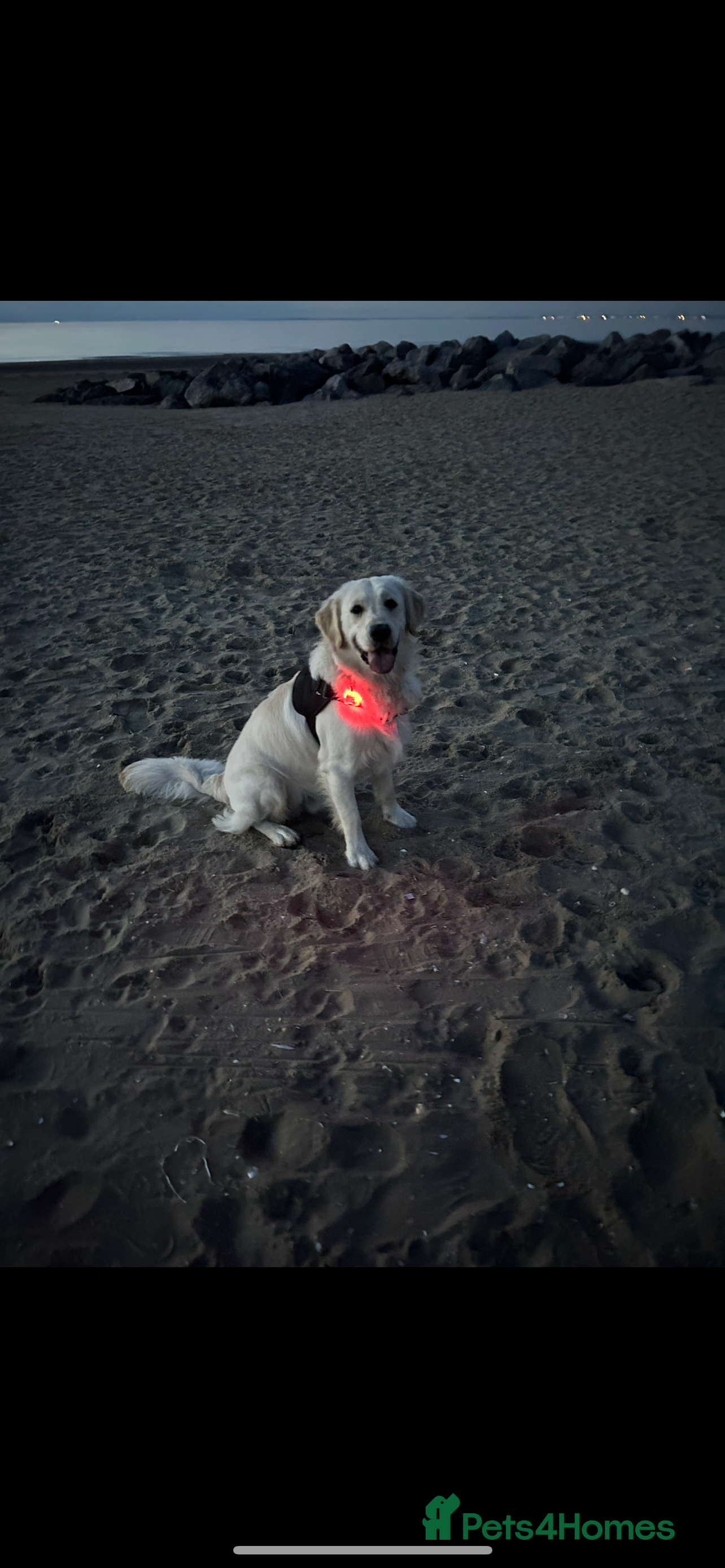 Golden Retriever dogs Male golden retriever  - Advert 1