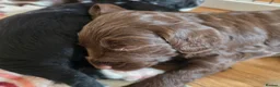 Mixed Breed dogs for sale: Bordoodle X Springer Spaniel puppies  - Advert 14