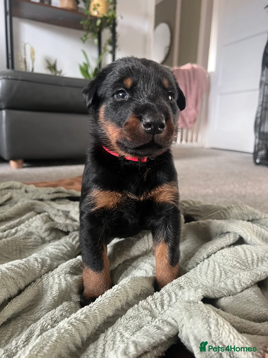 Mixed Breed dogs for sale: Adorable Doberman & Beauceron puppies for sale - Advert 37