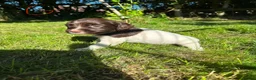 English Springer Spaniel dogs for sale: English Springer Spaniel, KC registered puppies - Advert 32