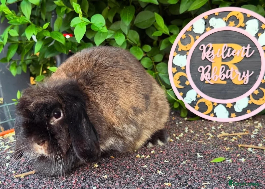 Mini Lop rabbits for sale: mother and daughter mini lop pair - Advert 5