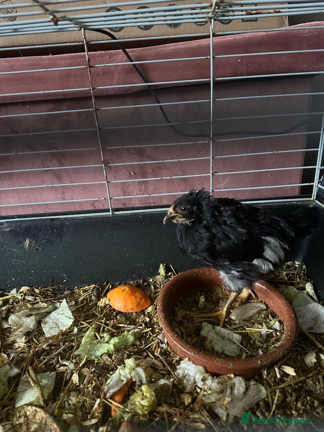 Mixed Breed poultry for sale: Female Chick - Advert 2