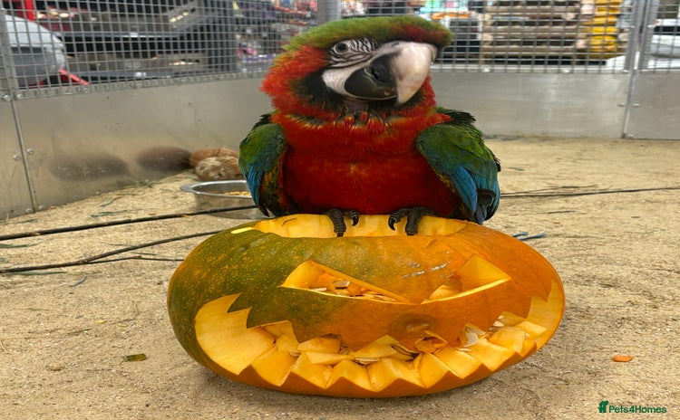 Macaws birds - Advert 1