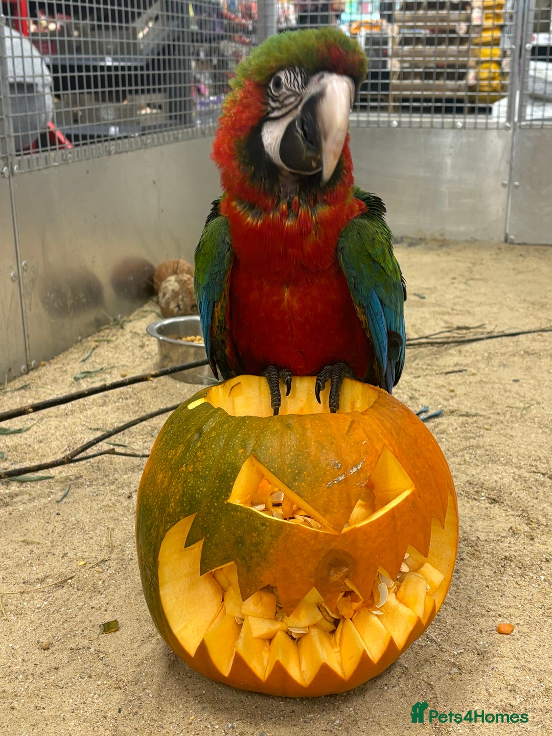 Macaws birds for sale: Gorgeous handreared baby Harlequin Macaw - Image 1