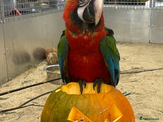 Macaws birds for sale: Gorgeous handreared baby Harlequin Macaw - Advert 3
