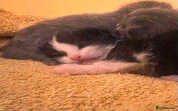 Mixed Breed cats for sale: Long haired ragdoll cross - Image 5