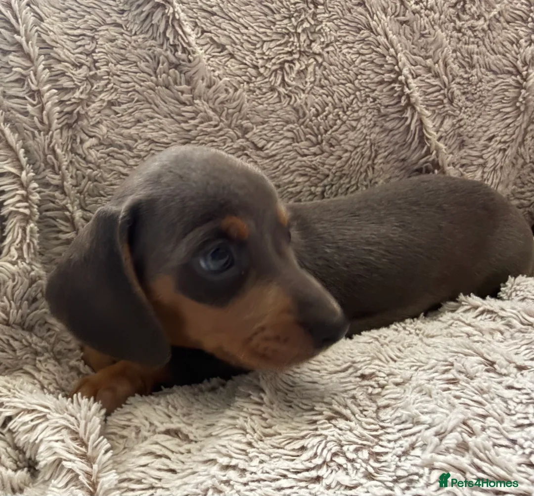 Dachshund dogs for sale: Beautiful Dachshund puppies  - Advert 15