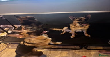 German Shepherd dogs - Advert 4