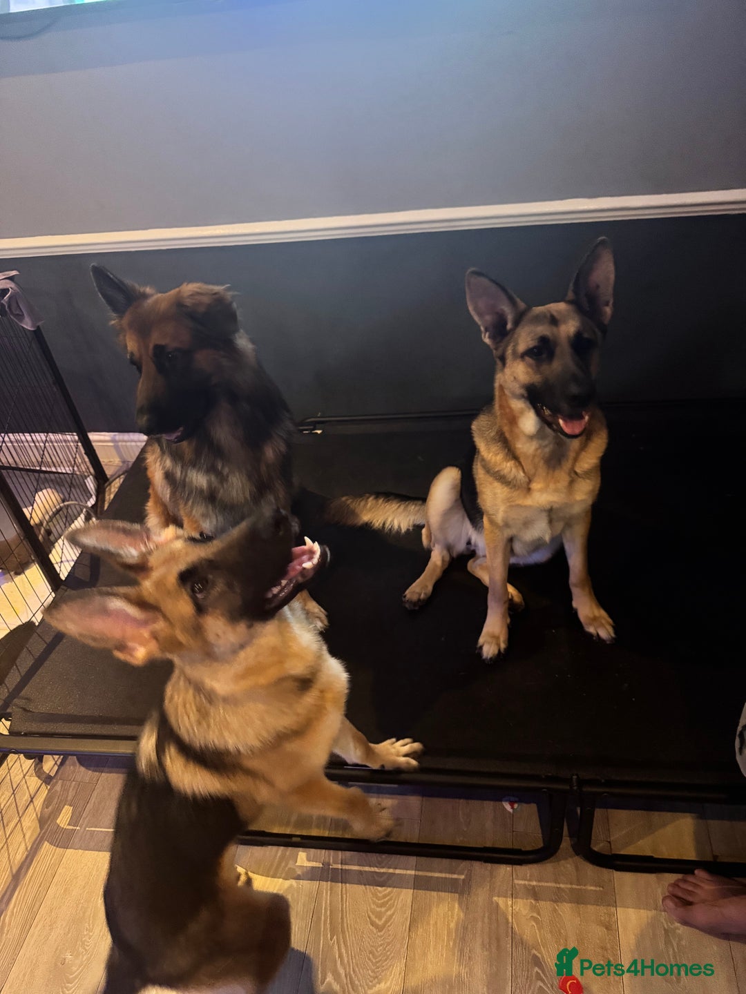 German Shepherd dogs for sale:  Beautiful German Shepherd  - Image 3