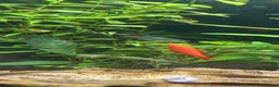 Barbs fish for sale: Full tropical setup with live plants and fish - Advert 10
