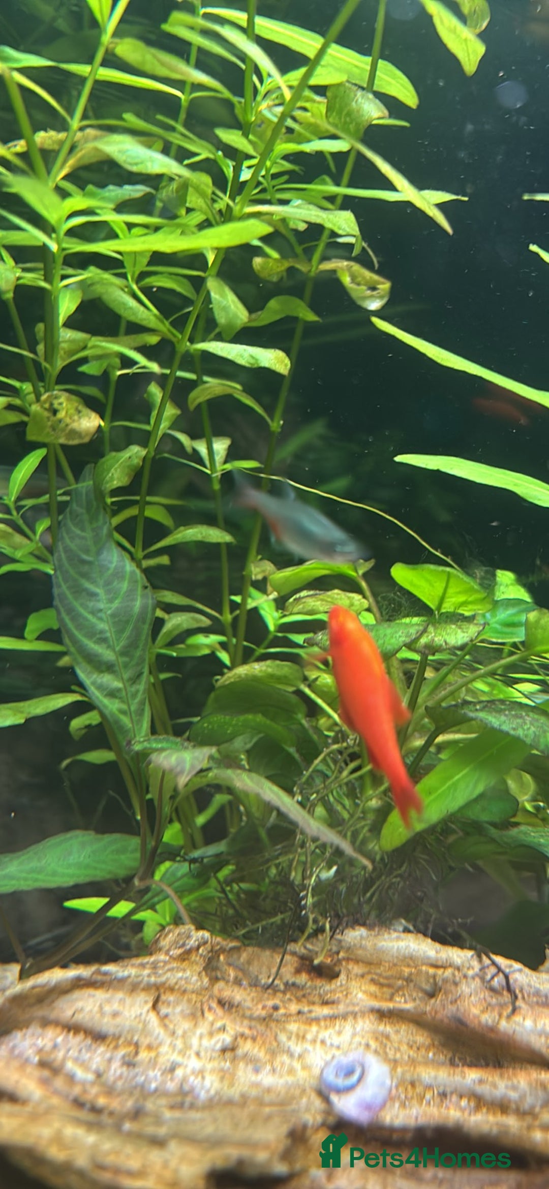 Barbs fish for sale: Full tropical setup with live plants and fish - Advert 10
