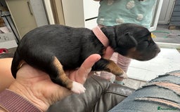 Mixed Breed dogs for sale: Border doodle - Image 21